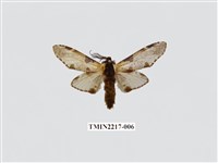 藏品(臺灣枝背舟蛾)的圖片